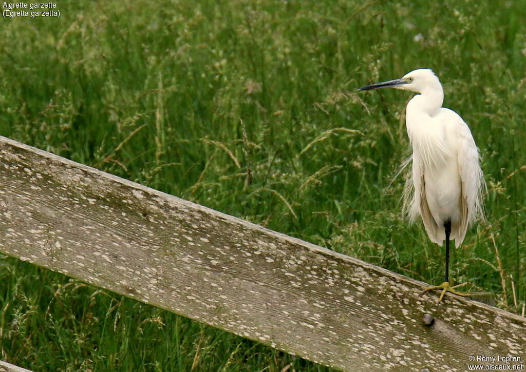 Aigrette garzetteadulte