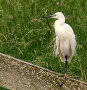 Aigrette garzette