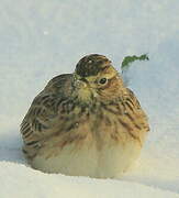 Eurasian Skylark