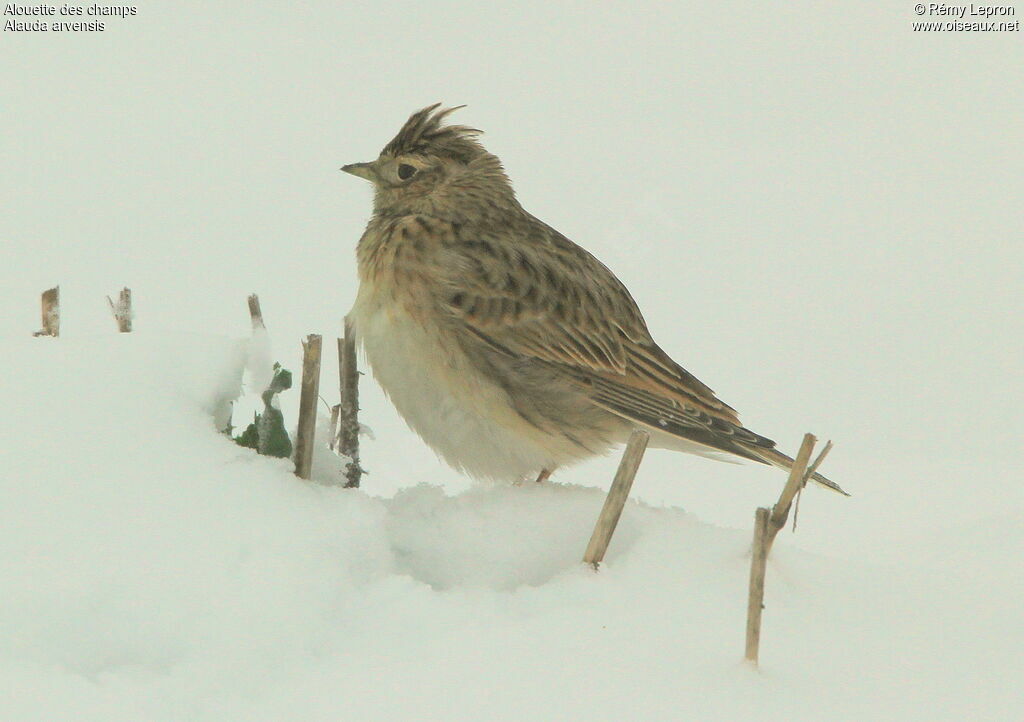 Eurasian Skylark