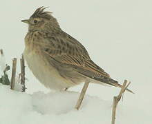 Eurasian Skylark