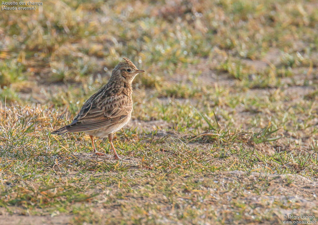 Eurasian Skylark male adult breeding