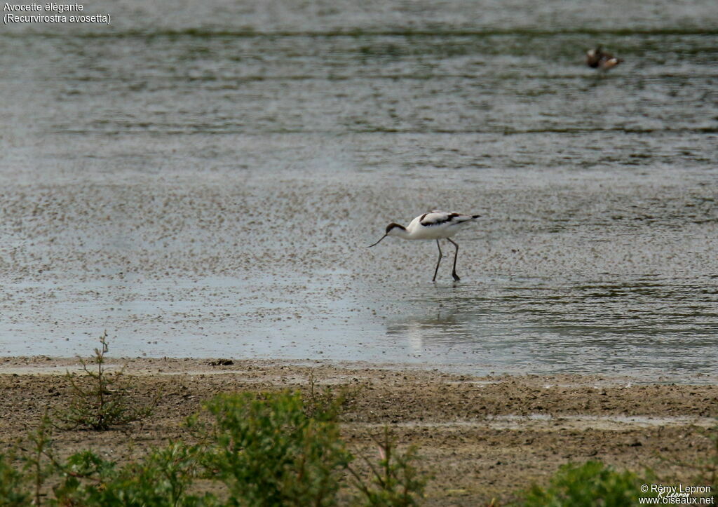 Avocette éléganteadulte