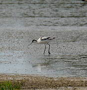 Avocette élégante