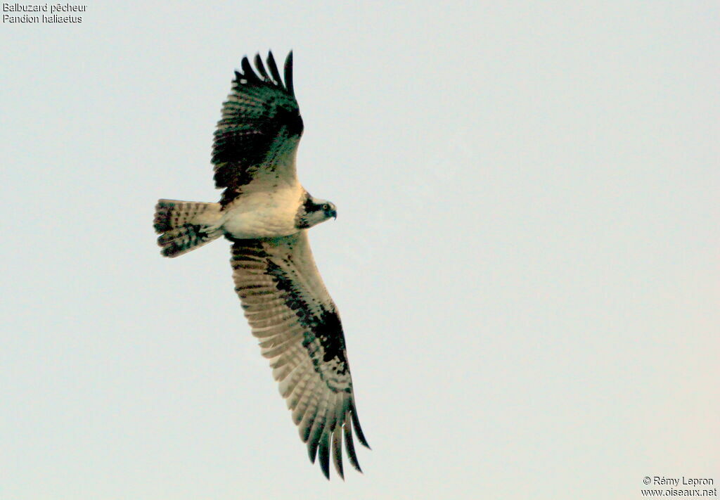 Western Osprey