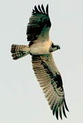 Western Osprey