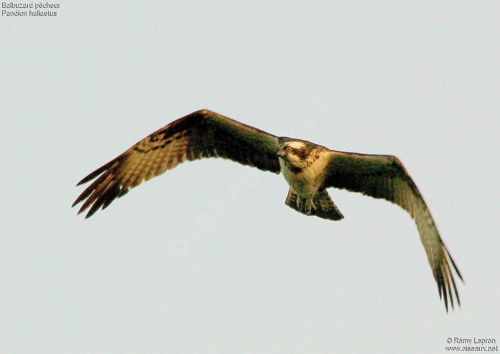 Western Osprey