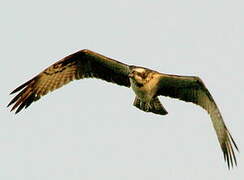 Western Osprey