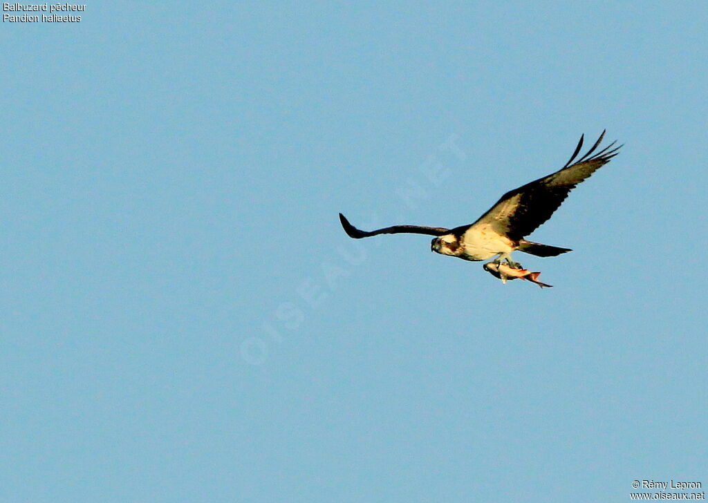 Western Osprey