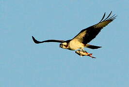 Western Osprey