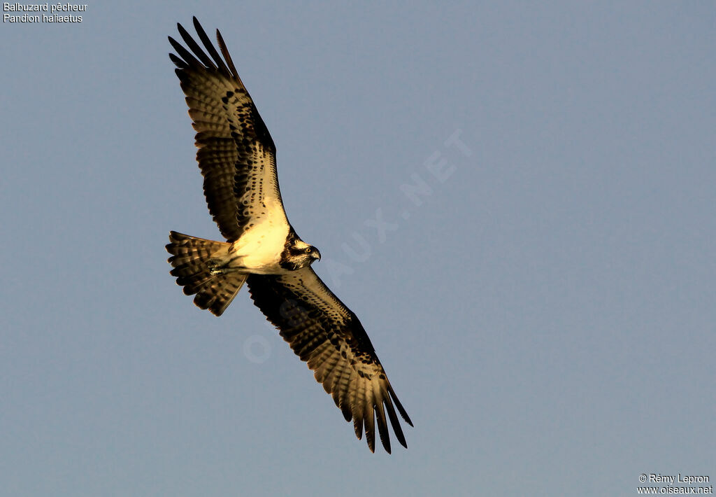 Western Ospreyadult