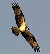 Western Osprey