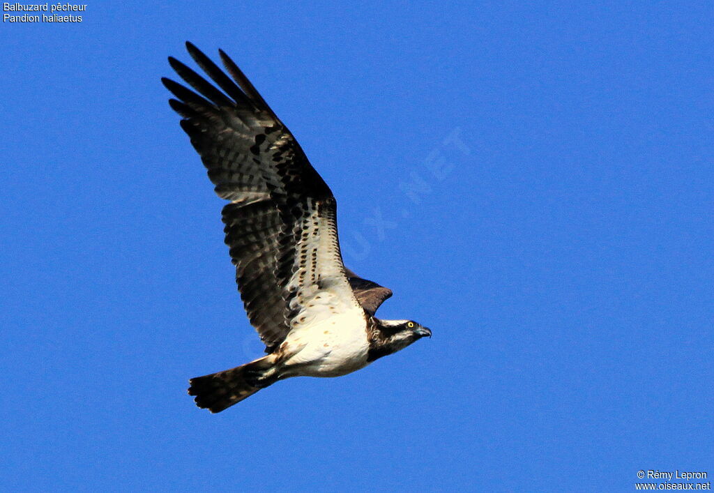 Western Osprey