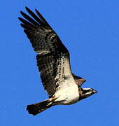 Western Osprey