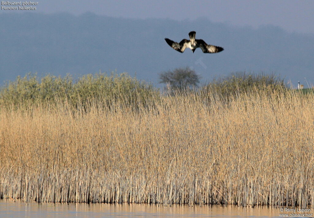 Western Ospreyadult