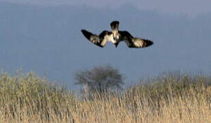 Western Osprey