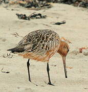 Bar-tailed Godwit