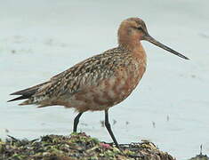 Bar-tailed Godwit