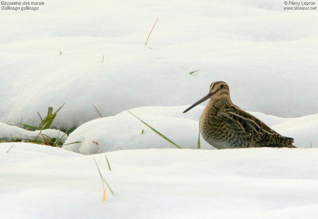 Common Snipe