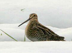 Common Snipe