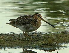 Common Snipe