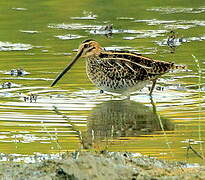 Common Snipe