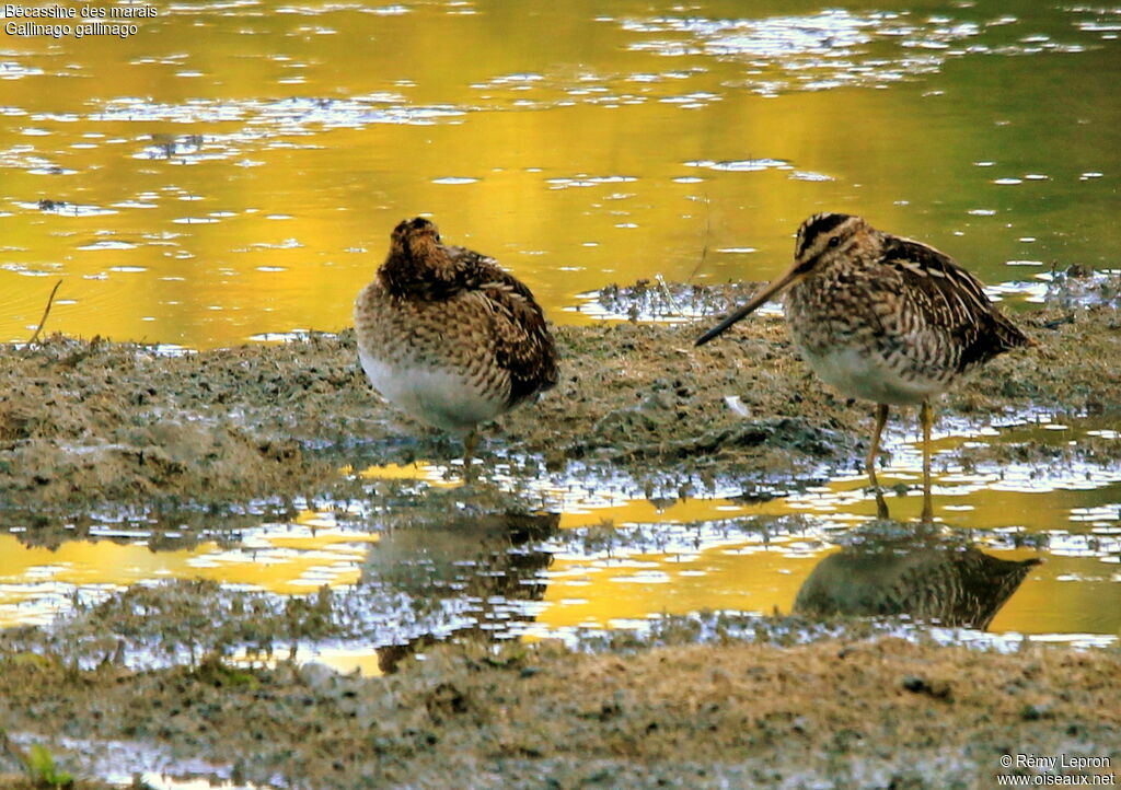 Common Snipe