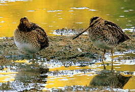 Common Snipe