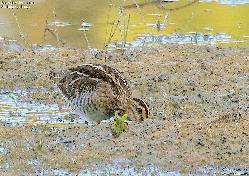 Common Snipe