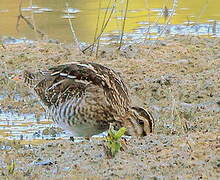 Common Snipe