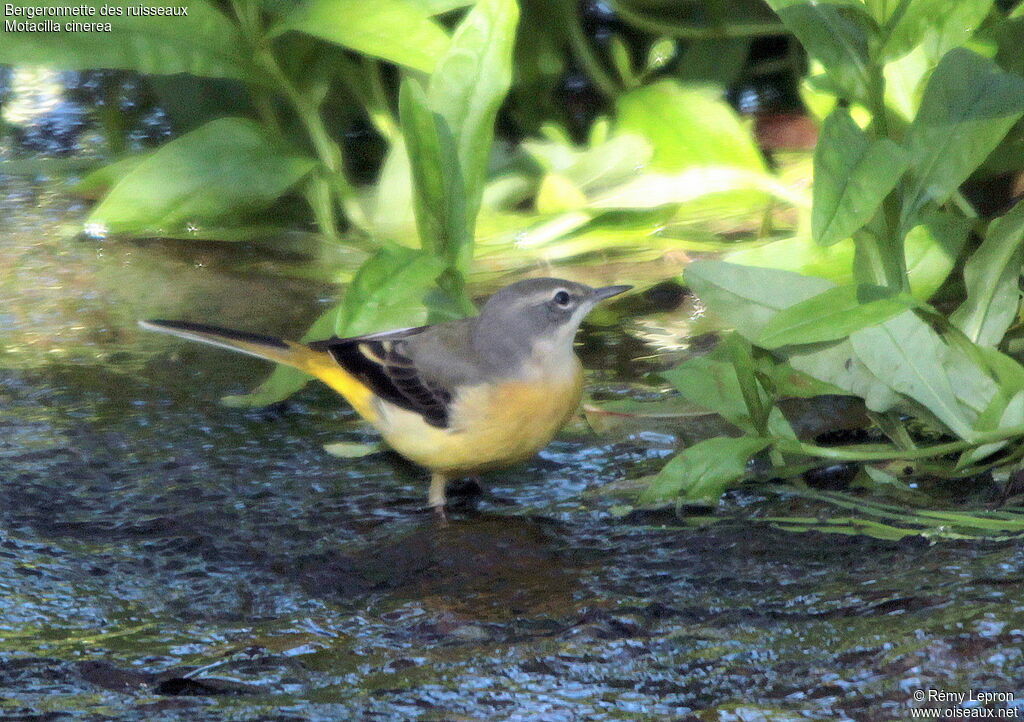 Grey Wagtail