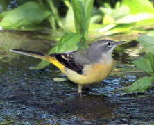 Grey Wagtail