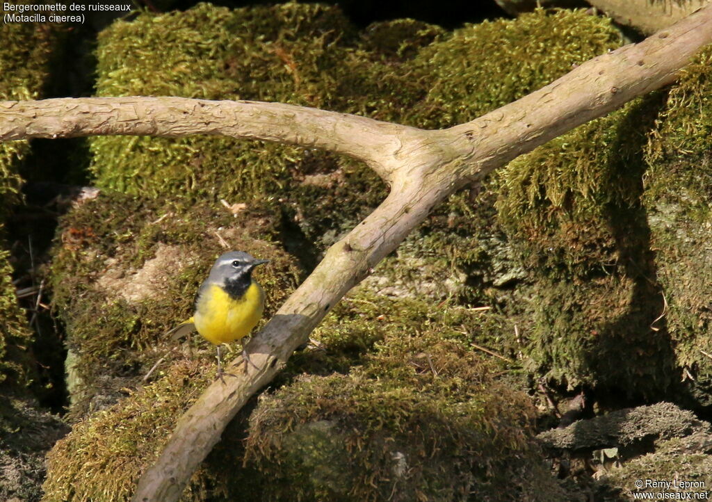 Grey Wagtail male adult breeding