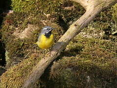 Grey Wagtail