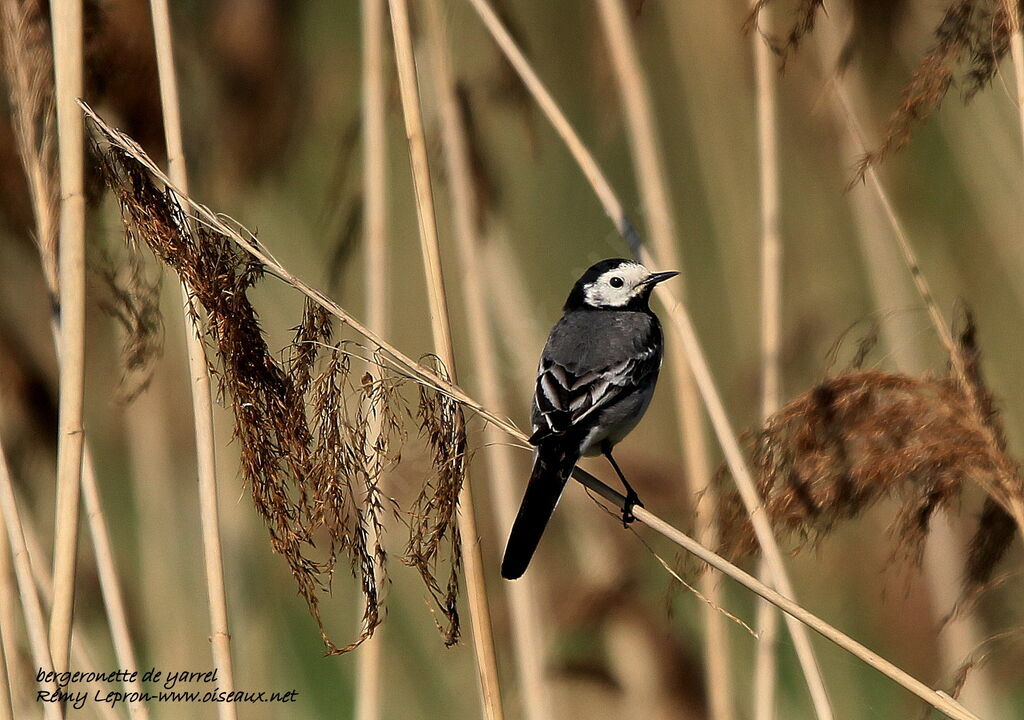 White Wagtail