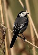 White Wagtail