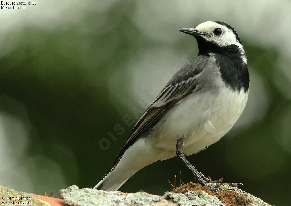 White Wagtailadult