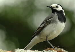 White Wagtail