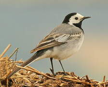 White Wagtail