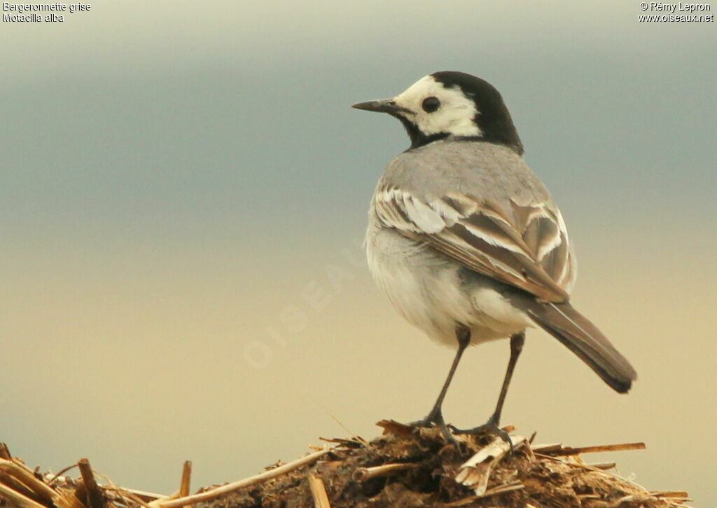 White Wagtailadult