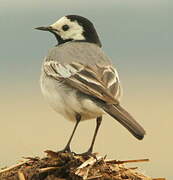 White Wagtail