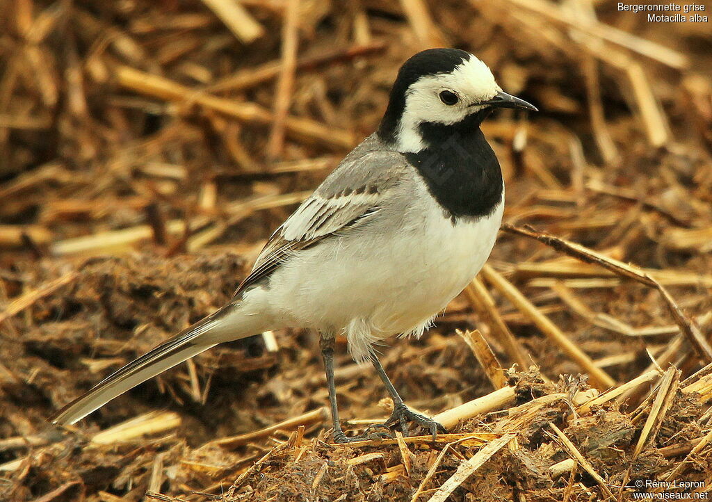 White Wagtail