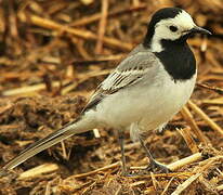 White Wagtail