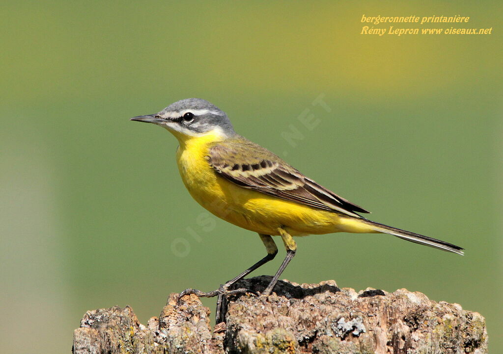 Western Yellow Wagtail