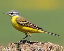 Western Yellow Wagtail