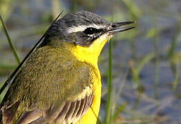 Western Yellow Wagtail