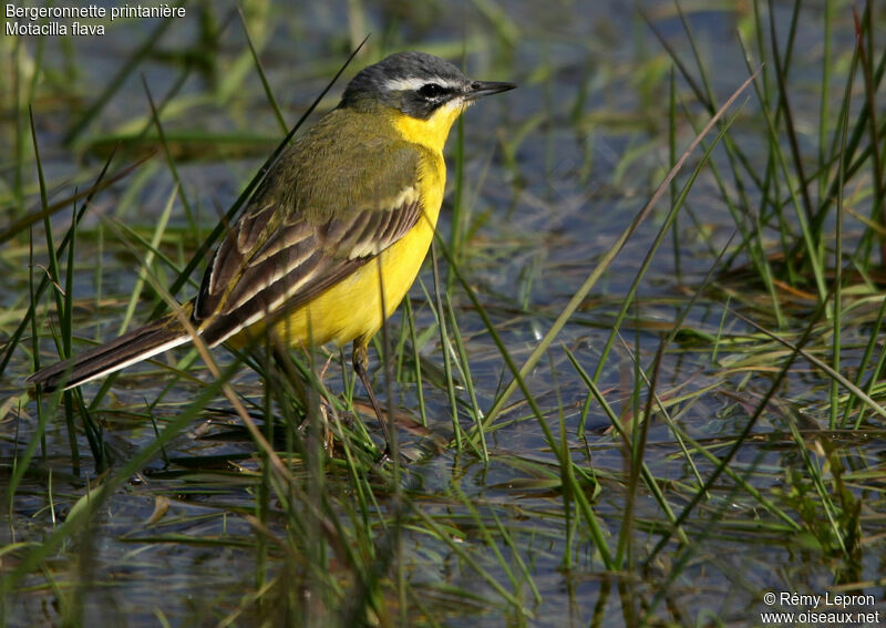 Western Yellow Wagtail