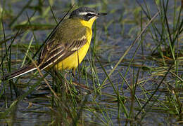 Western Yellow Wagtail