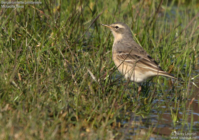 Western Yellow Wagtail