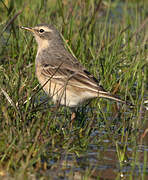 Western Yellow Wagtail